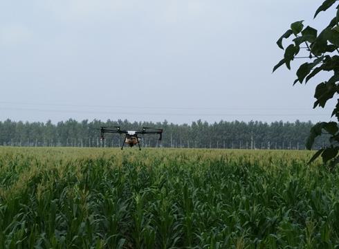 農(nóng)田里的“戰(zhàn)斗機(jī)”——沙苑農(nóng)場(chǎng)開(kāi)展植保飛機(jī)防控玉米粘蟲(chóng)災(zāi)害