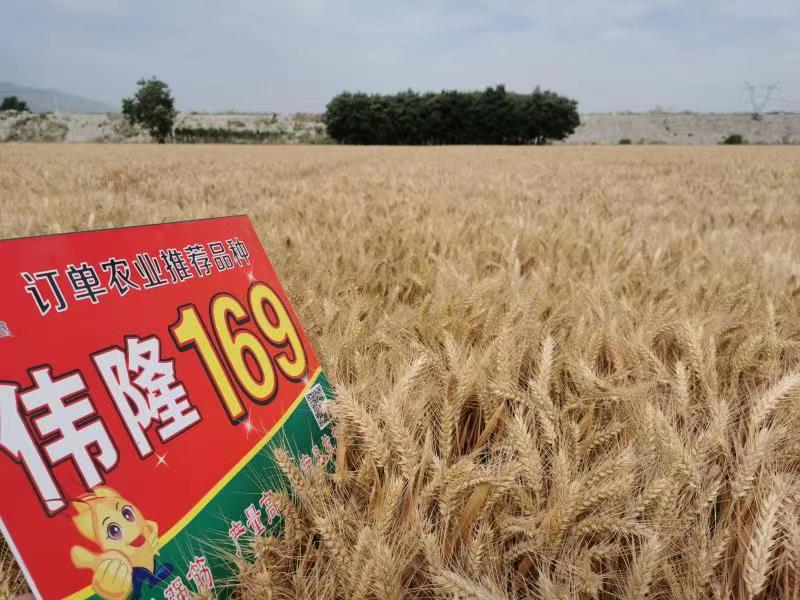 重磅！集團(tuán)兩項(xiàng)產(chǎn)品入選農(nóng)業(yè)農(nóng)村部2023年農(nóng)業(yè)主導(dǎo)品種